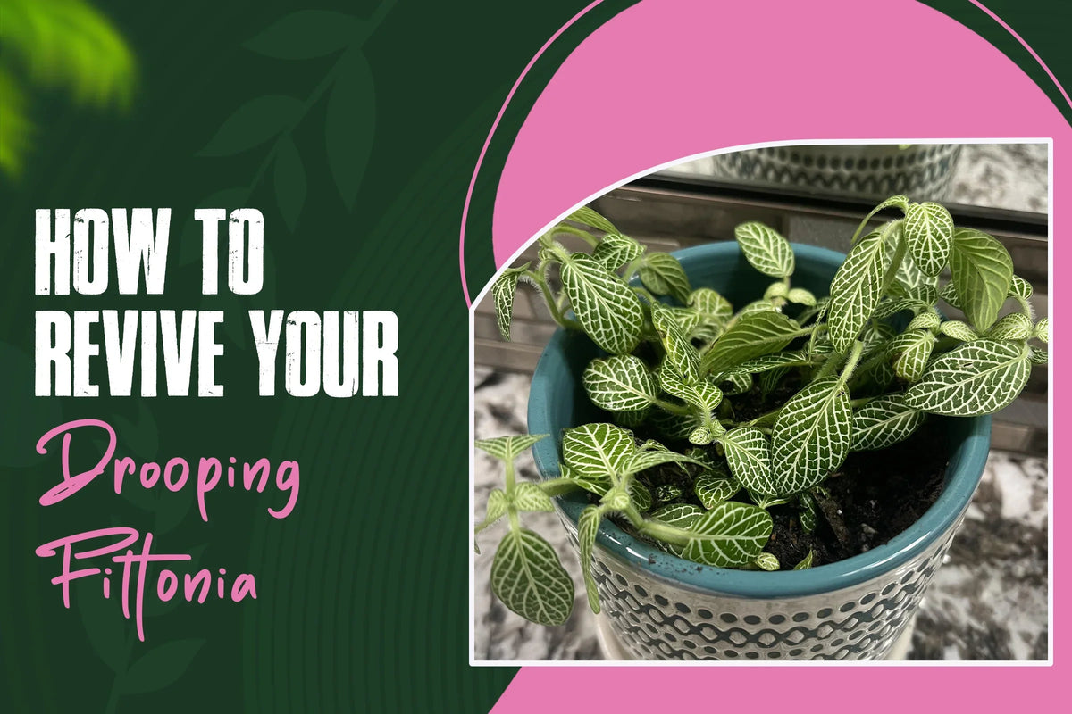 Why Is My Fittonia Drooping? 9 Common Causes and Easy Fixes