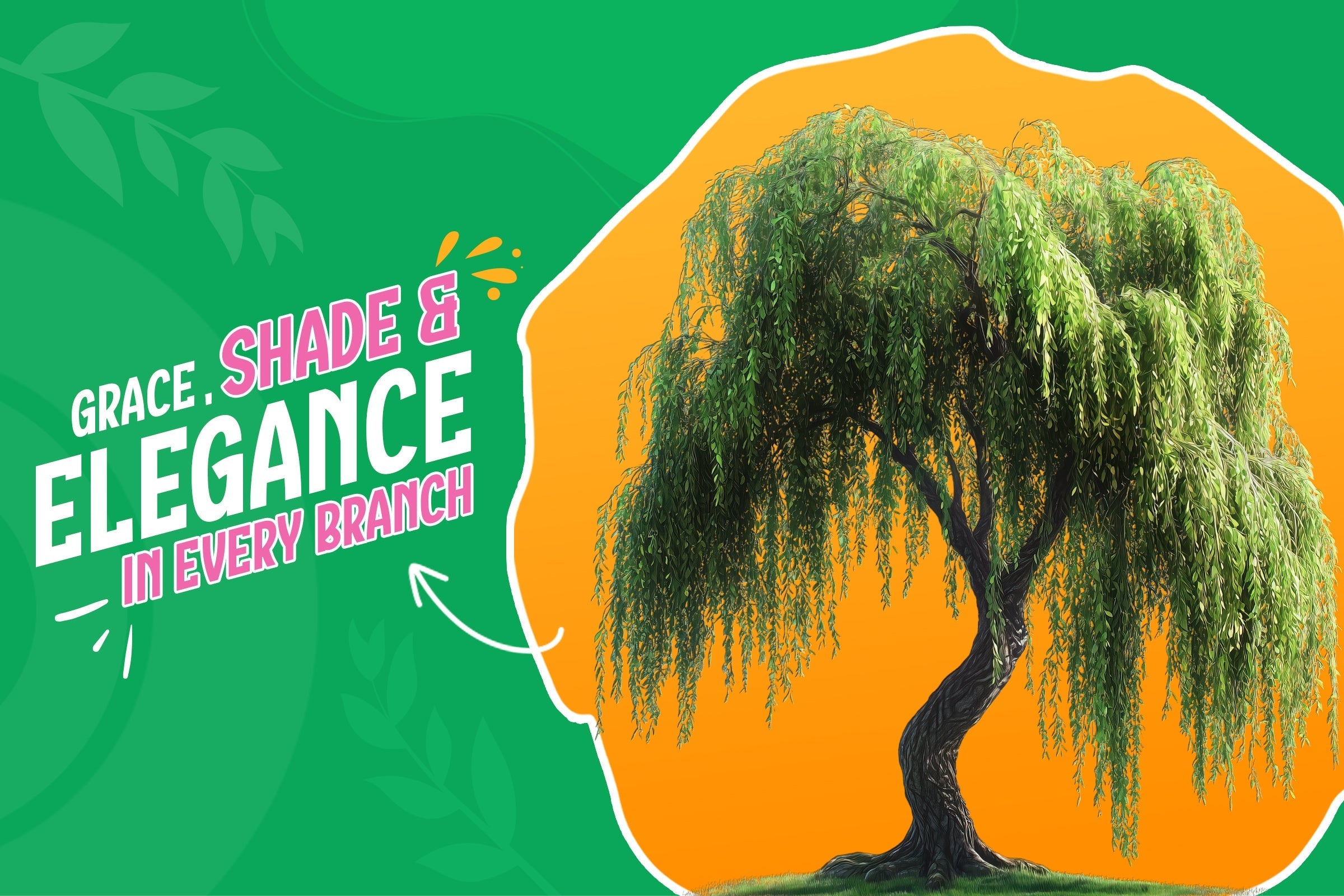 🌿 Weeping Willow Tree: Add Elegance and Shade to Your Landscape