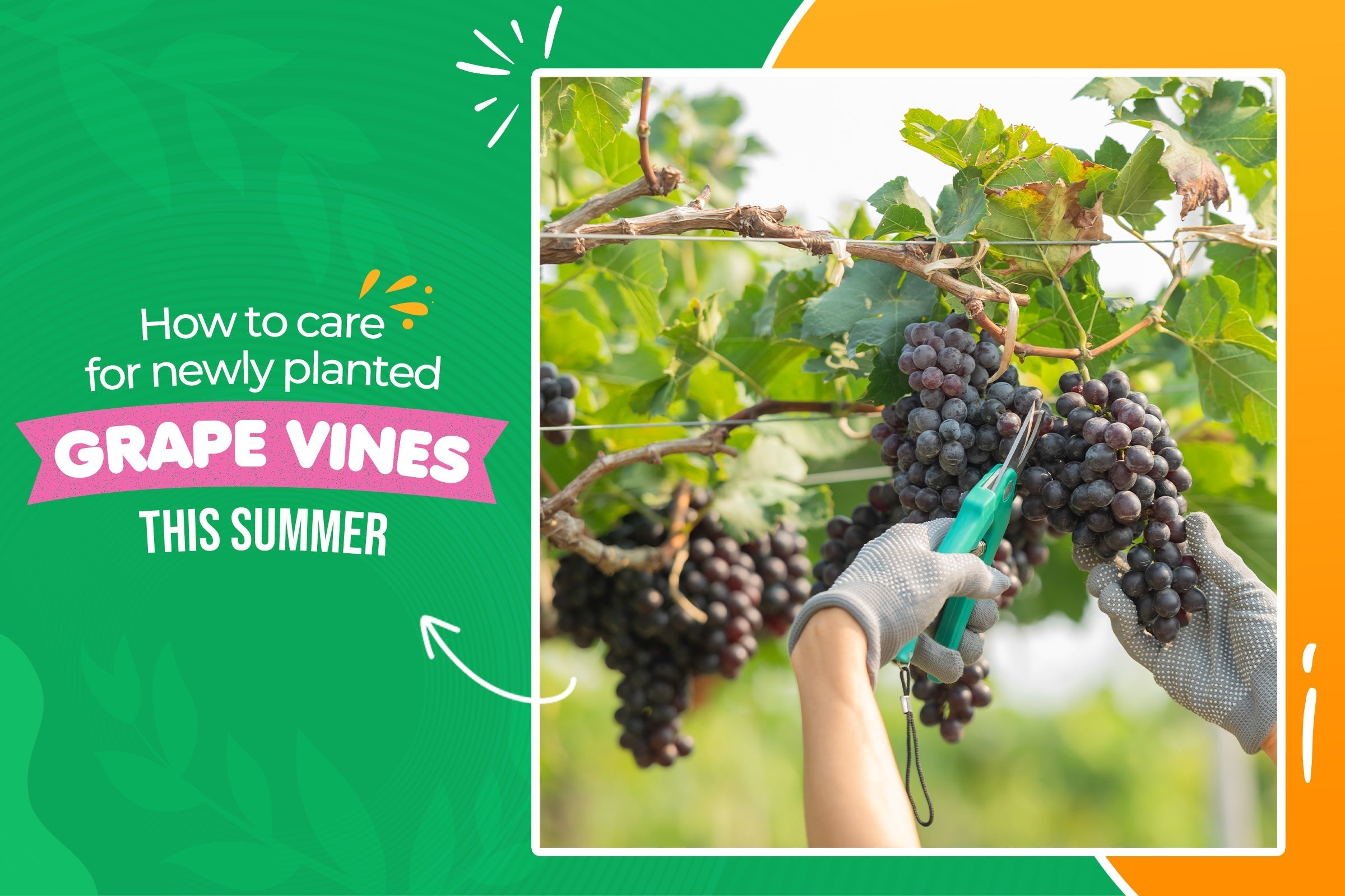 How to care for newly planted grape vines this summer