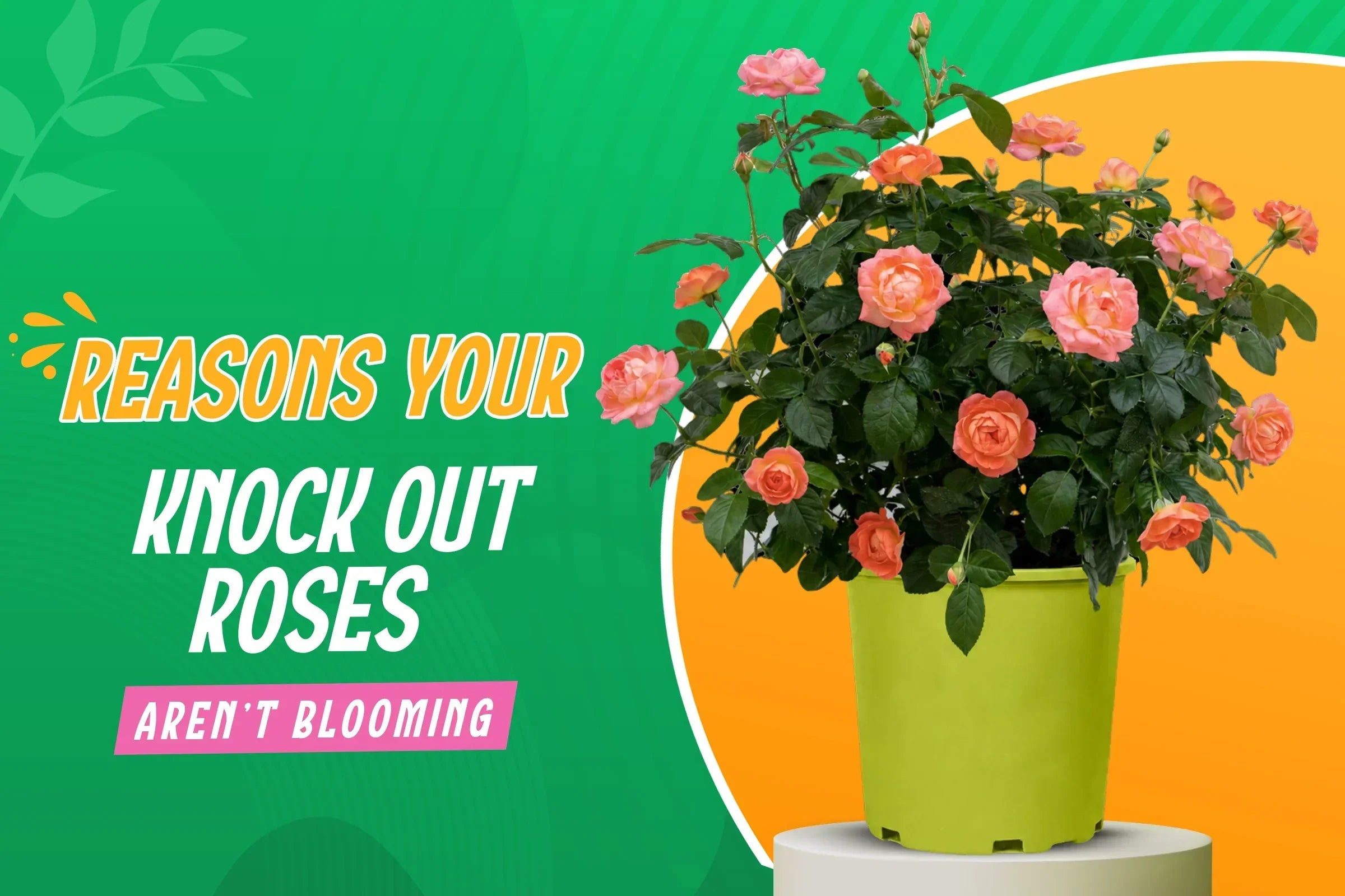       Troubleshooting Knock Out Rose Bloom Issues