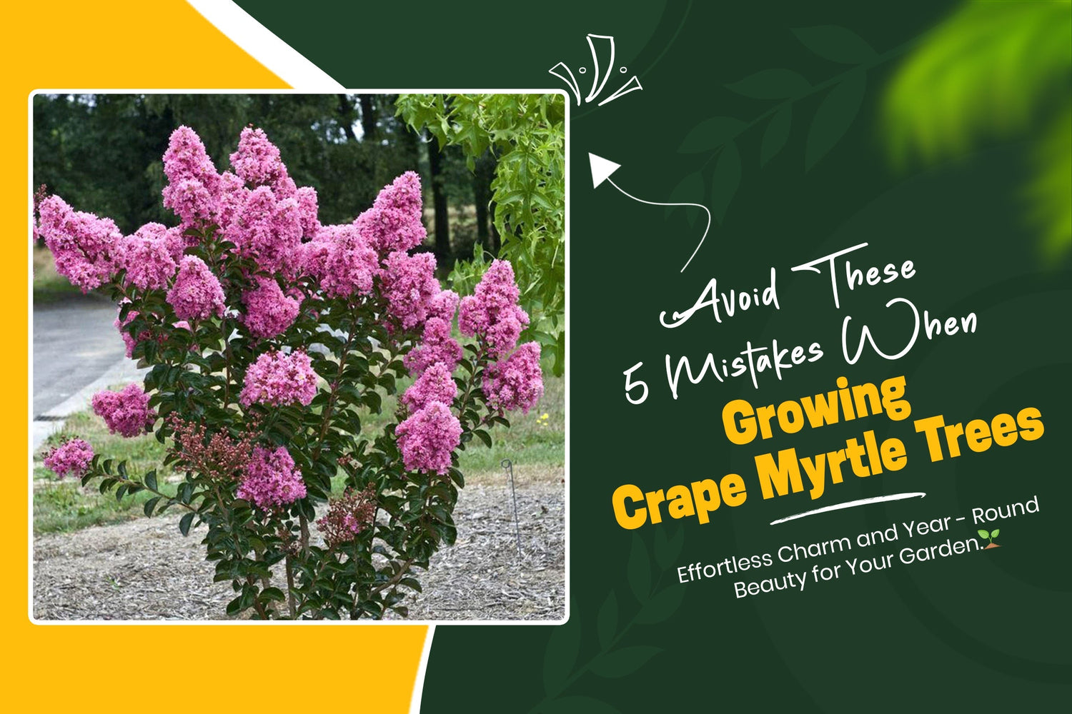Avoid These 5 Mistakes When Growing Crape Myrtle Trees