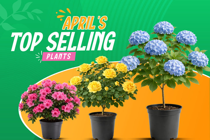 April’s Best-Selling Plants at Pixie’s Gardens
