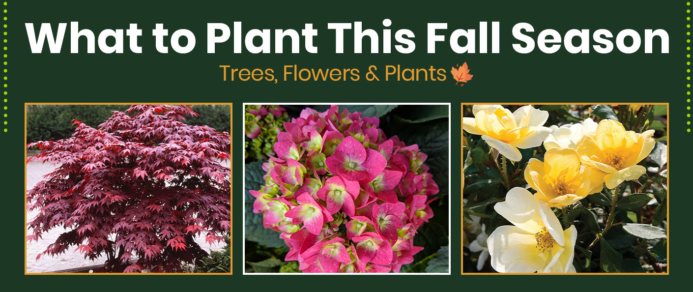 What to Plant for Fall | A Simple Guide to Trees, Flowers, and Plants