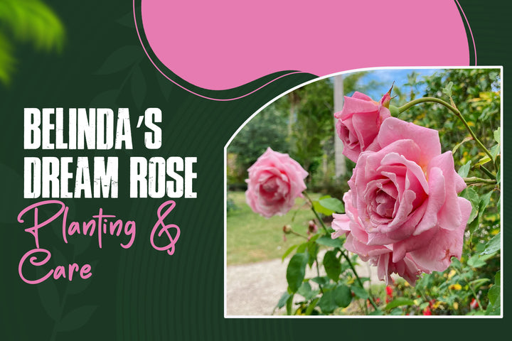 Belinda's Dream Rose: Complete Care & Growing Guide