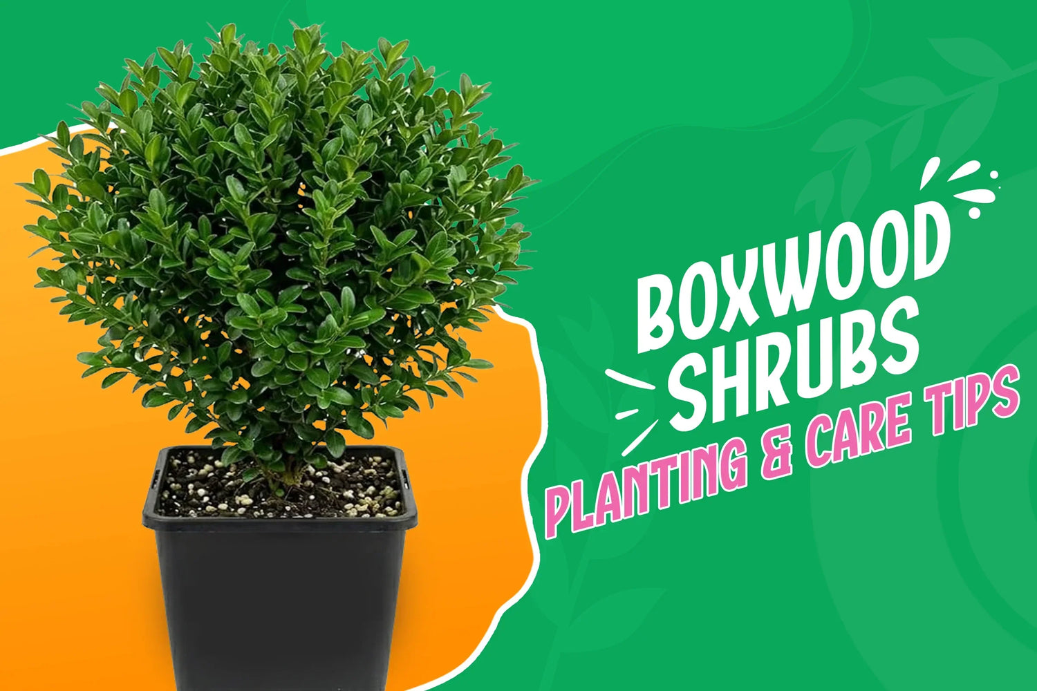 Boxwood Shrub Planting and care Guide
