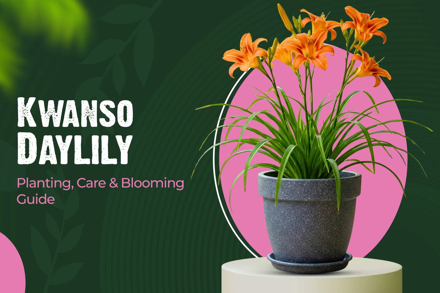 Kwanso daylily planting,care and bloom guide 