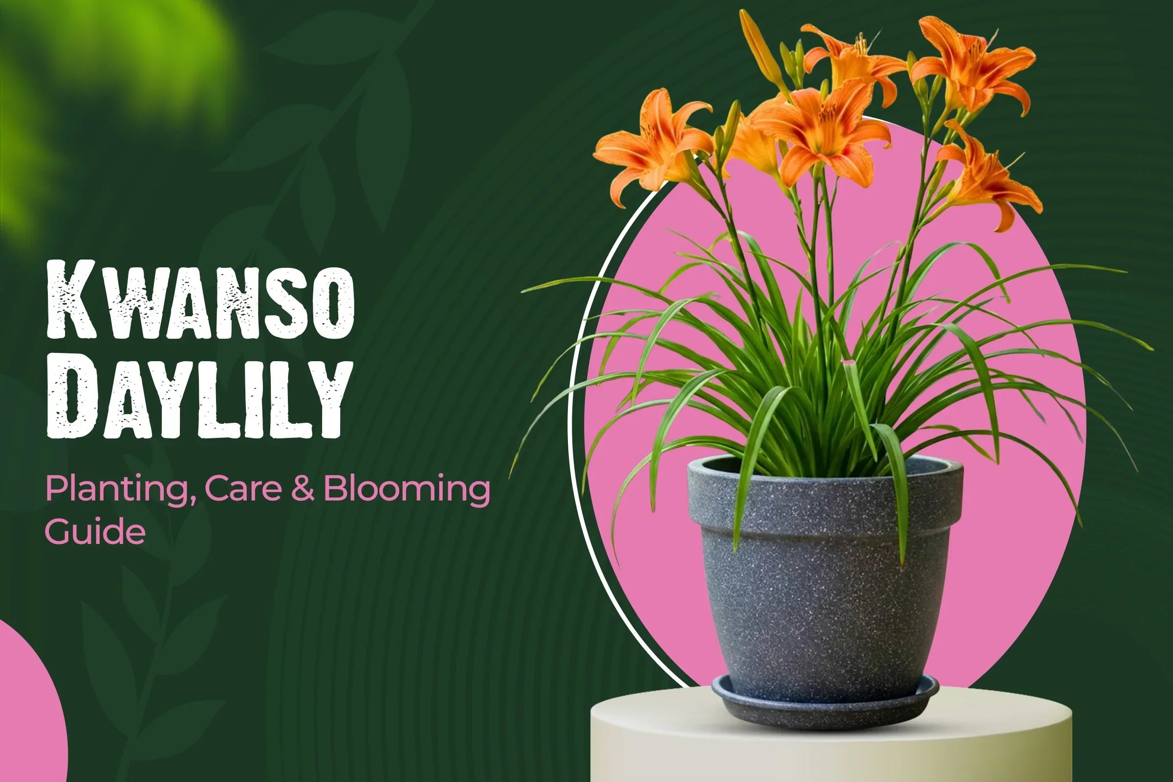Kwanso daylily planting,care and bloom guide 
