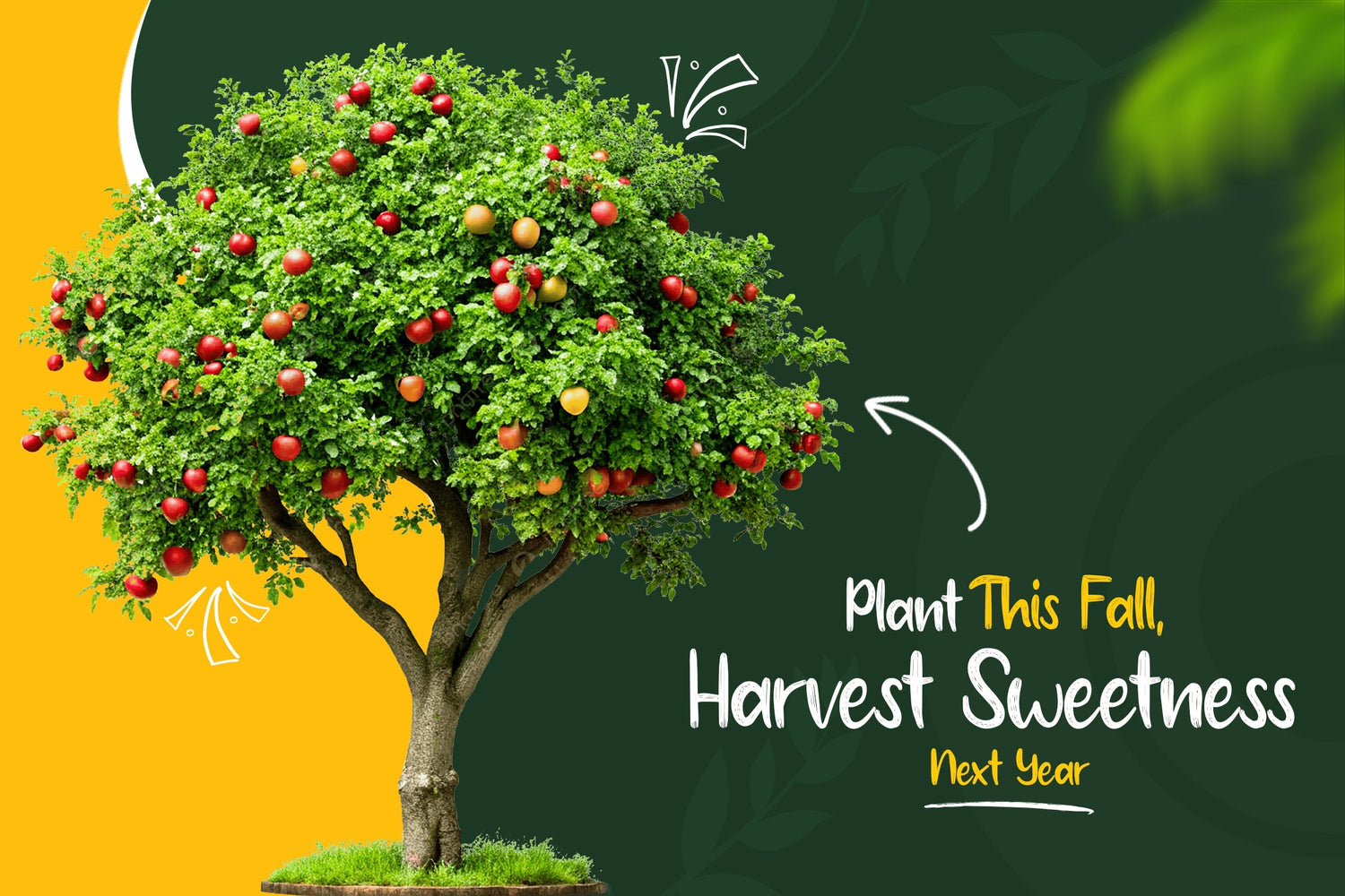 Best Apple Trees to Plant This Fall for a Sweet Harvest Next Year