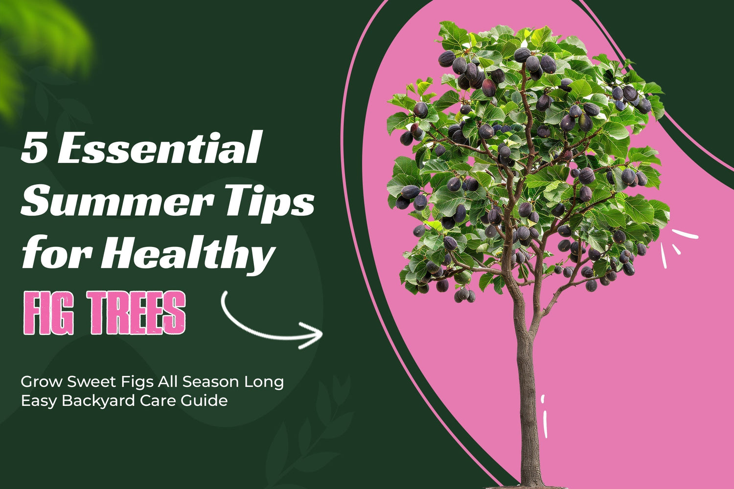 5 Things to Do to Care for Your Planted Fig Tree this Summer