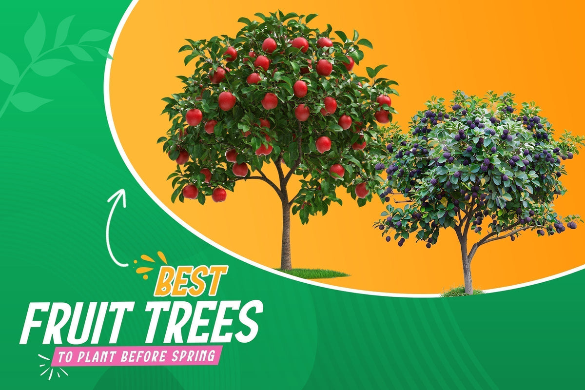 Tree Before Spring Best Fruit Trees to Plant Before Spring with Easy Daily Plant Care Tips