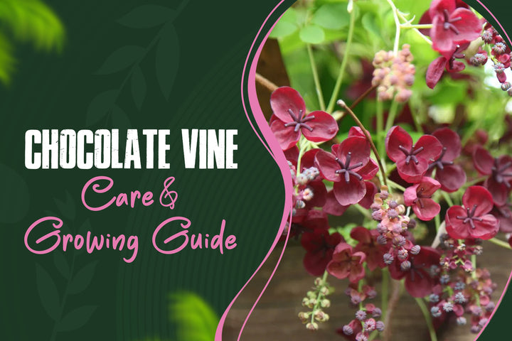 Chocolate Vine Akebia quinata purple flowers blooming on a wooden trellis in spring