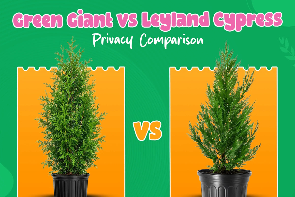 Green Giant Arborvitae vs Leyland Cypress: Which Makes the Best Privacy Screen?