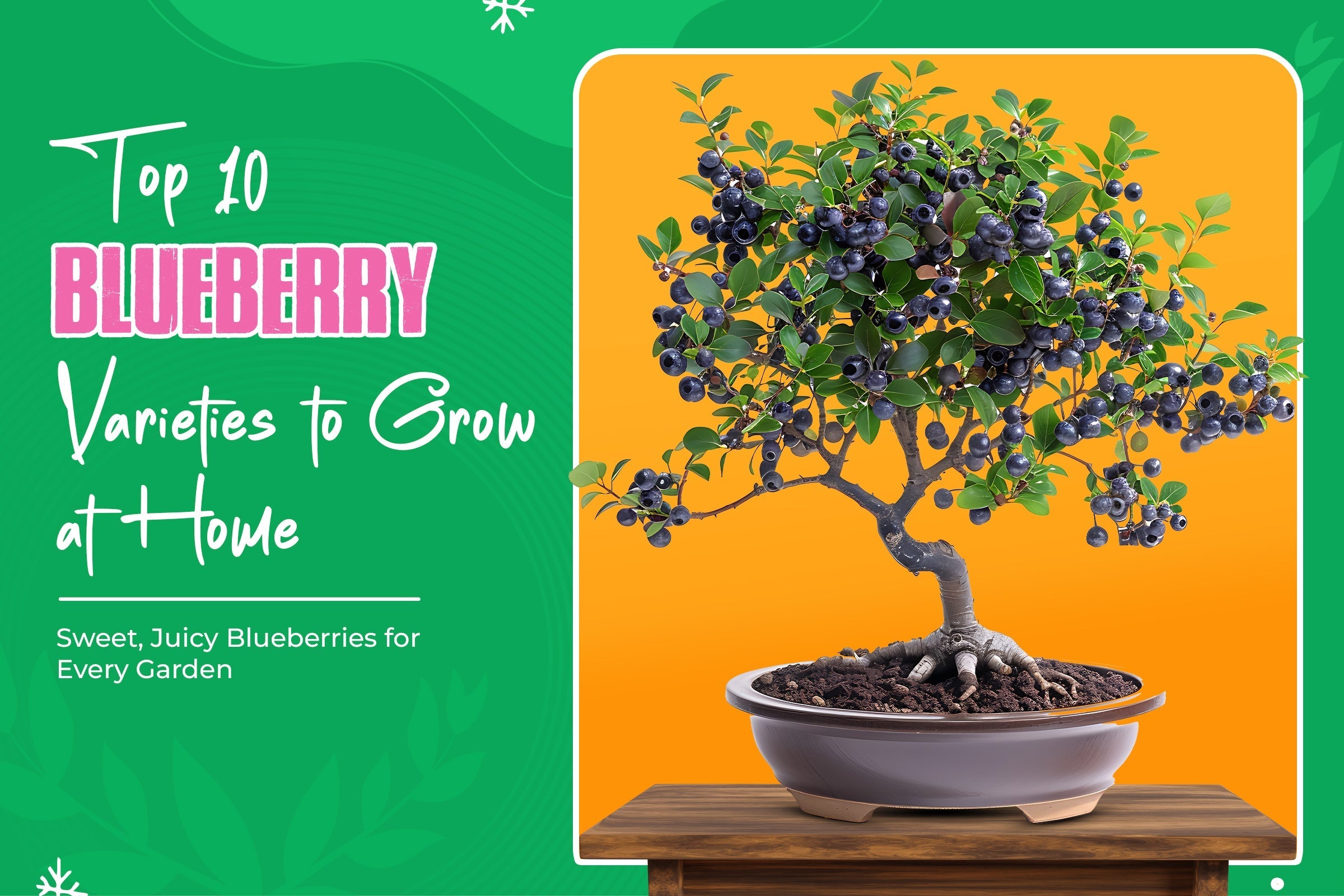 10 Popular Types of Blueberries You Can Grow at Home