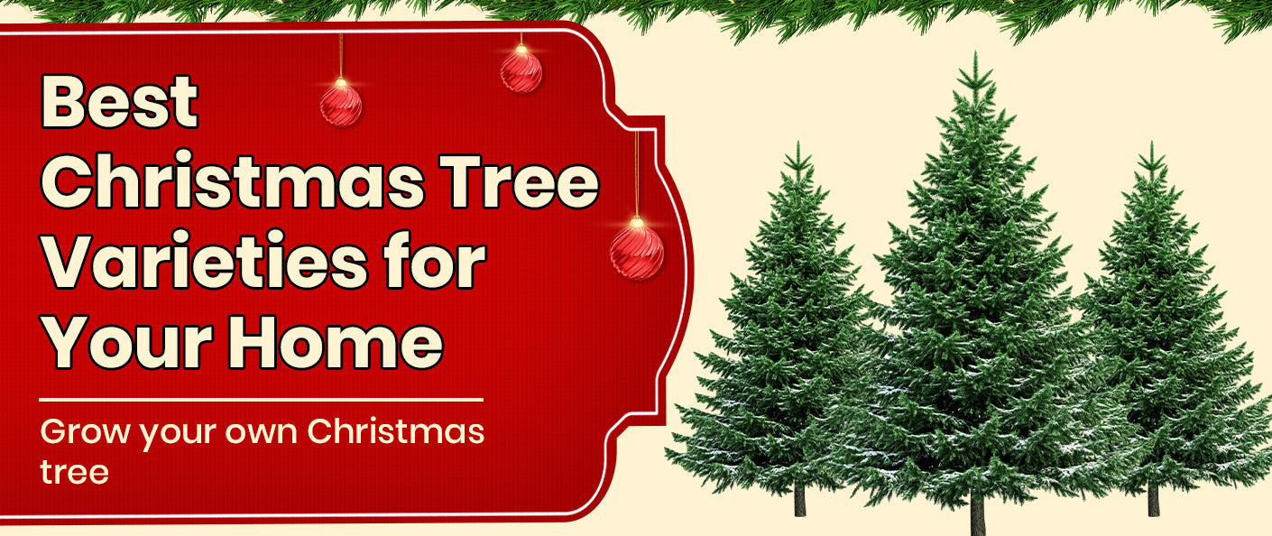 Best Christmas Tree Varieties You Can Grow at Home This Holiday Season