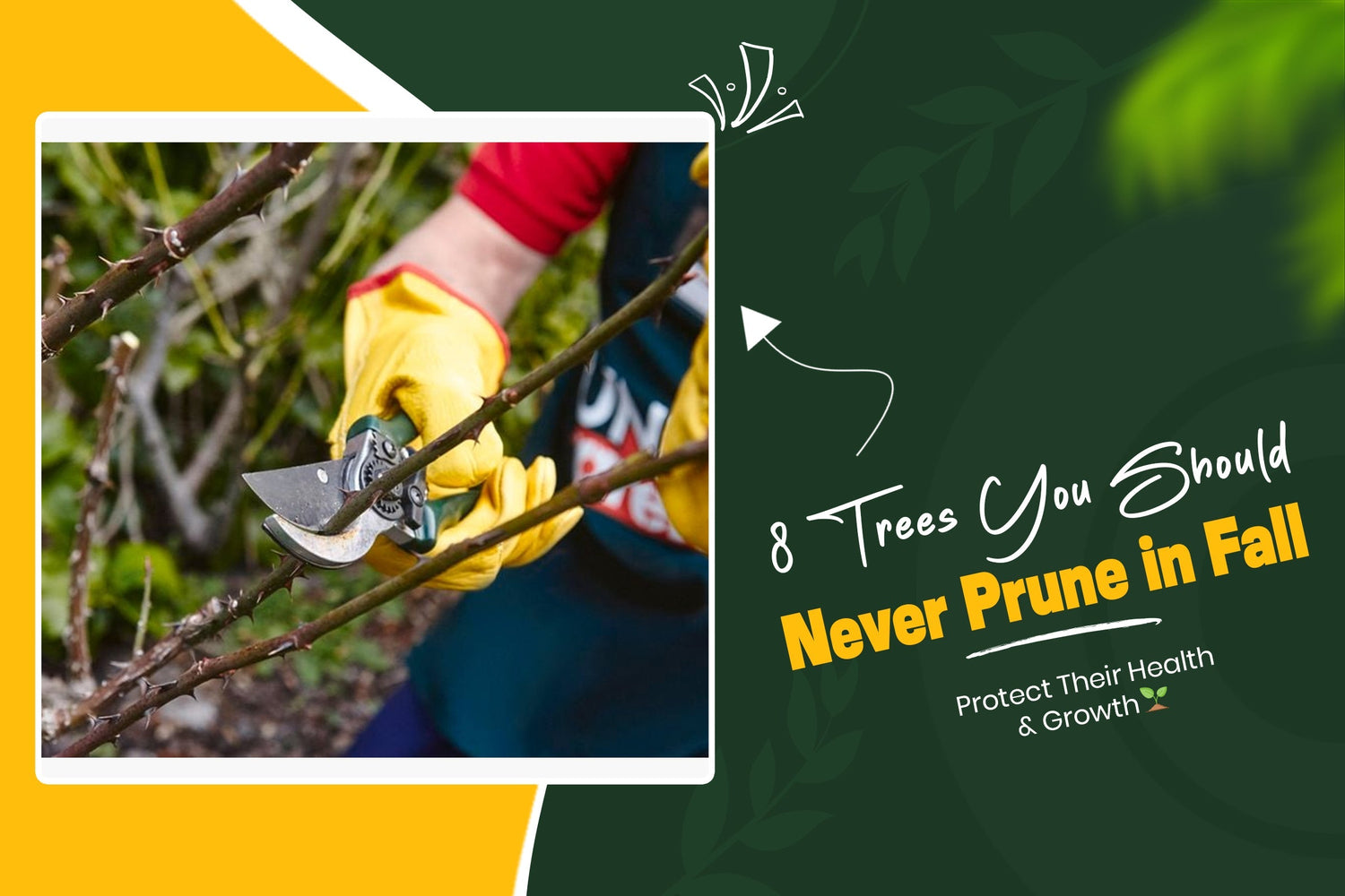 8 Trees You Should Never Prune in Fall | Pixies Gardens