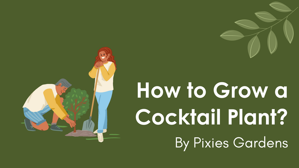 What is a Cocktail Plant and How to take care of them?