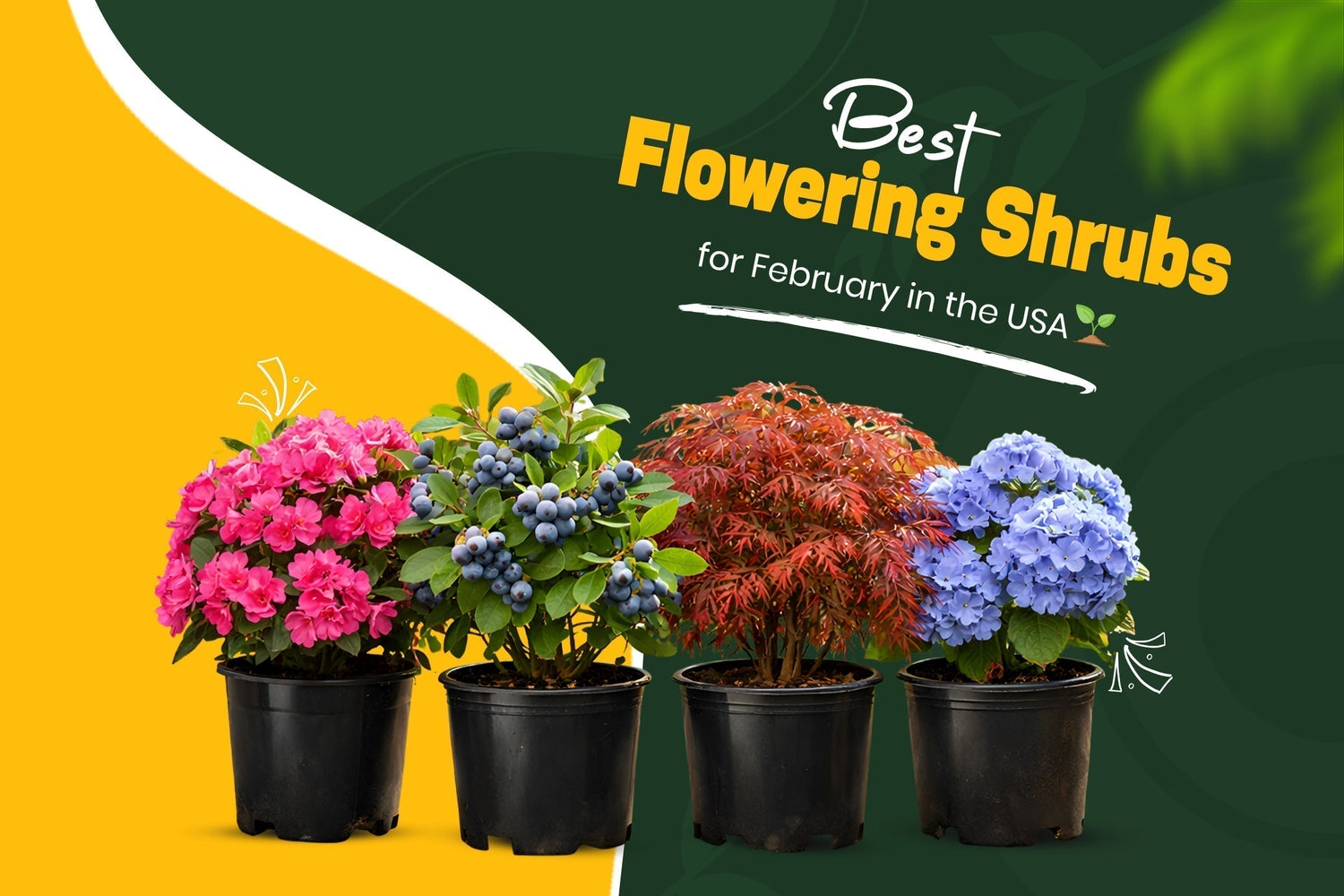 7 Best Flowering Shrubs to Plant in February in the USA for Spring Blooms