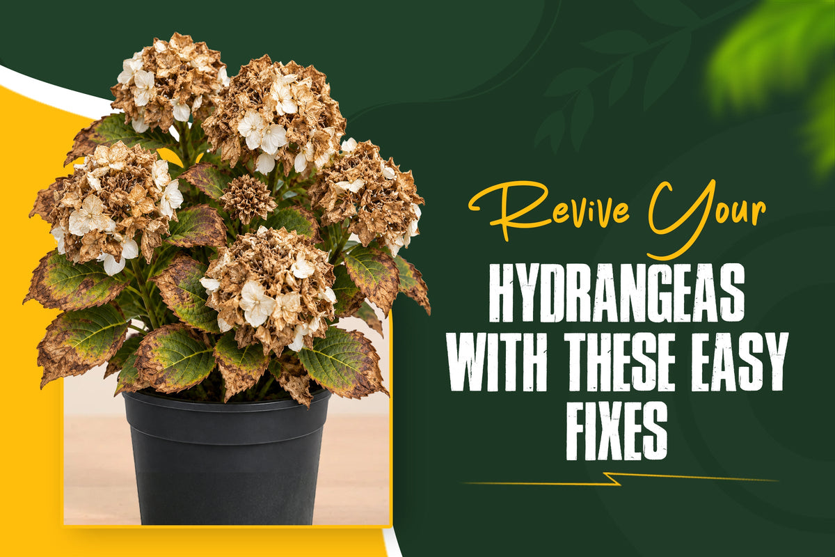 Hydrangea leaves turning brown problems and easy fixes