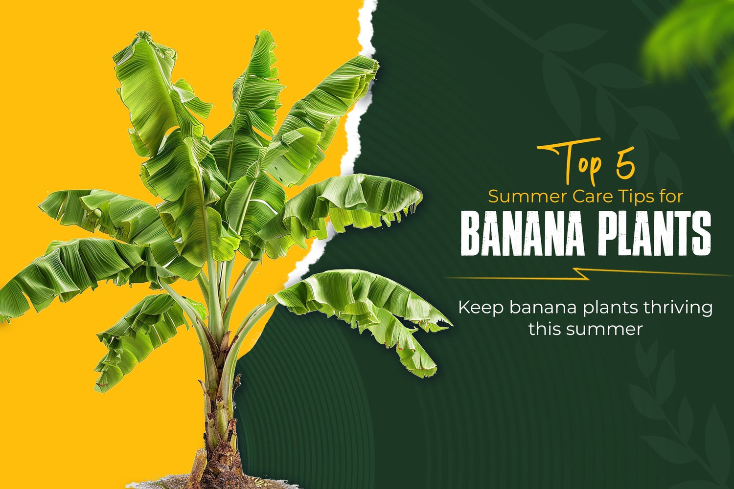 Top 5 Summer Care Tips for Newly Planted Banana Plants