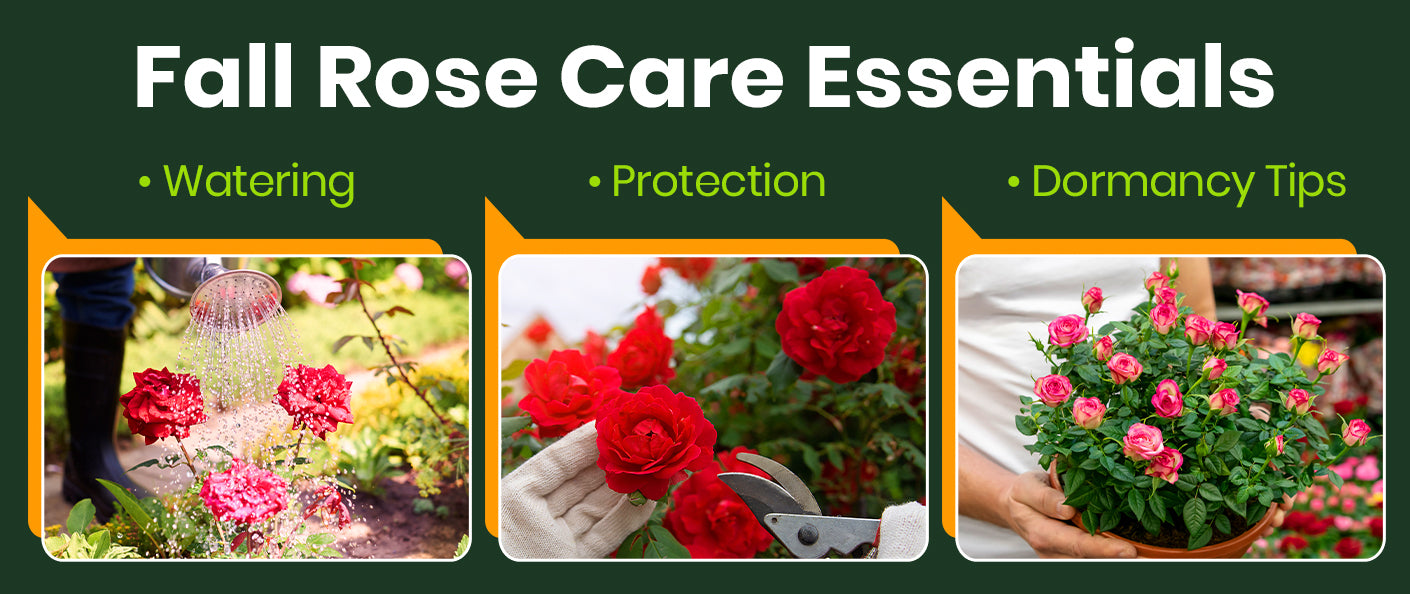 How to Care For Roses in Fall: Tips for Watering, Protection & Dormancy