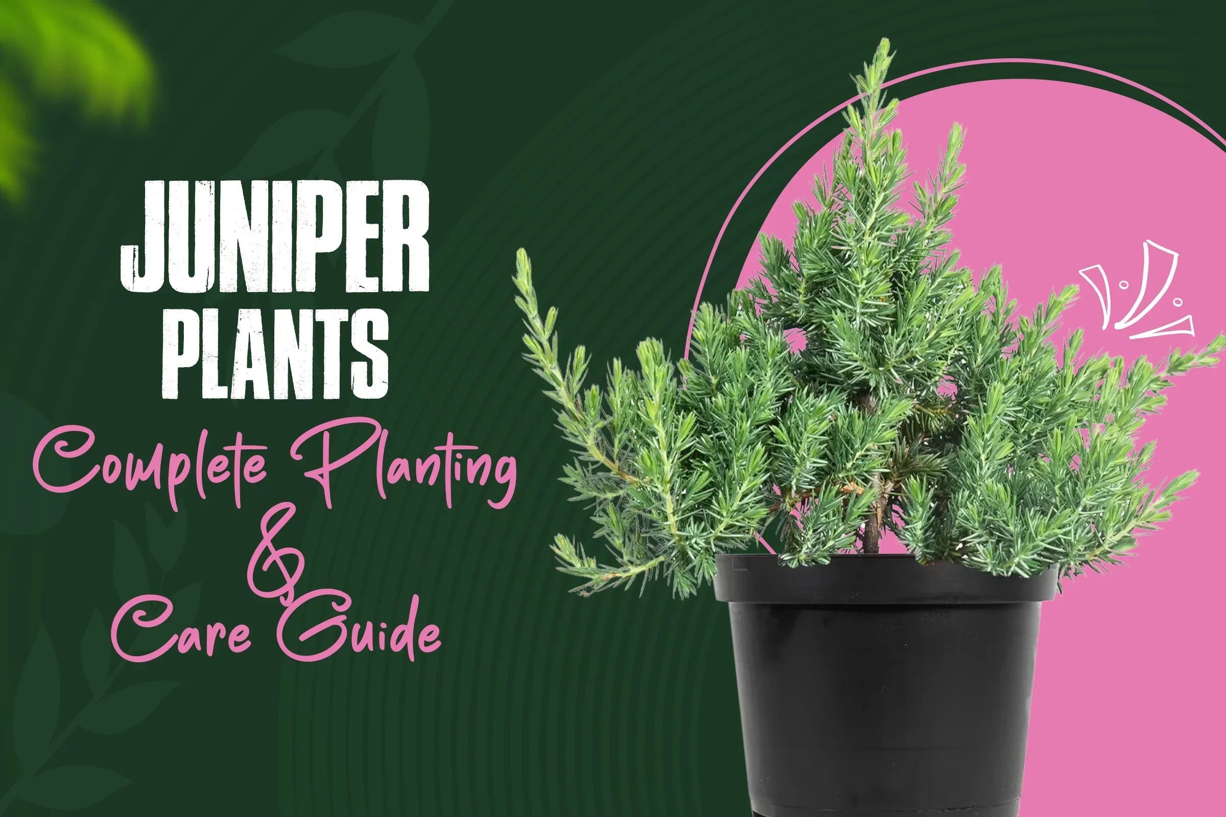 Juniper Plants Complete Planting and Caring Guide
