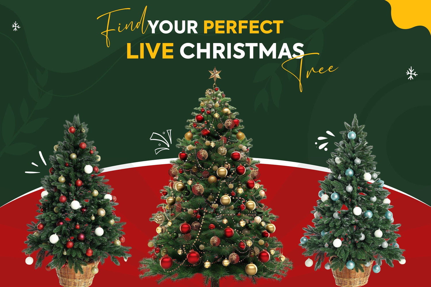 Live Christmas Tree Gifts: Eco-Friendly Ideas for a Greener Holiday Season