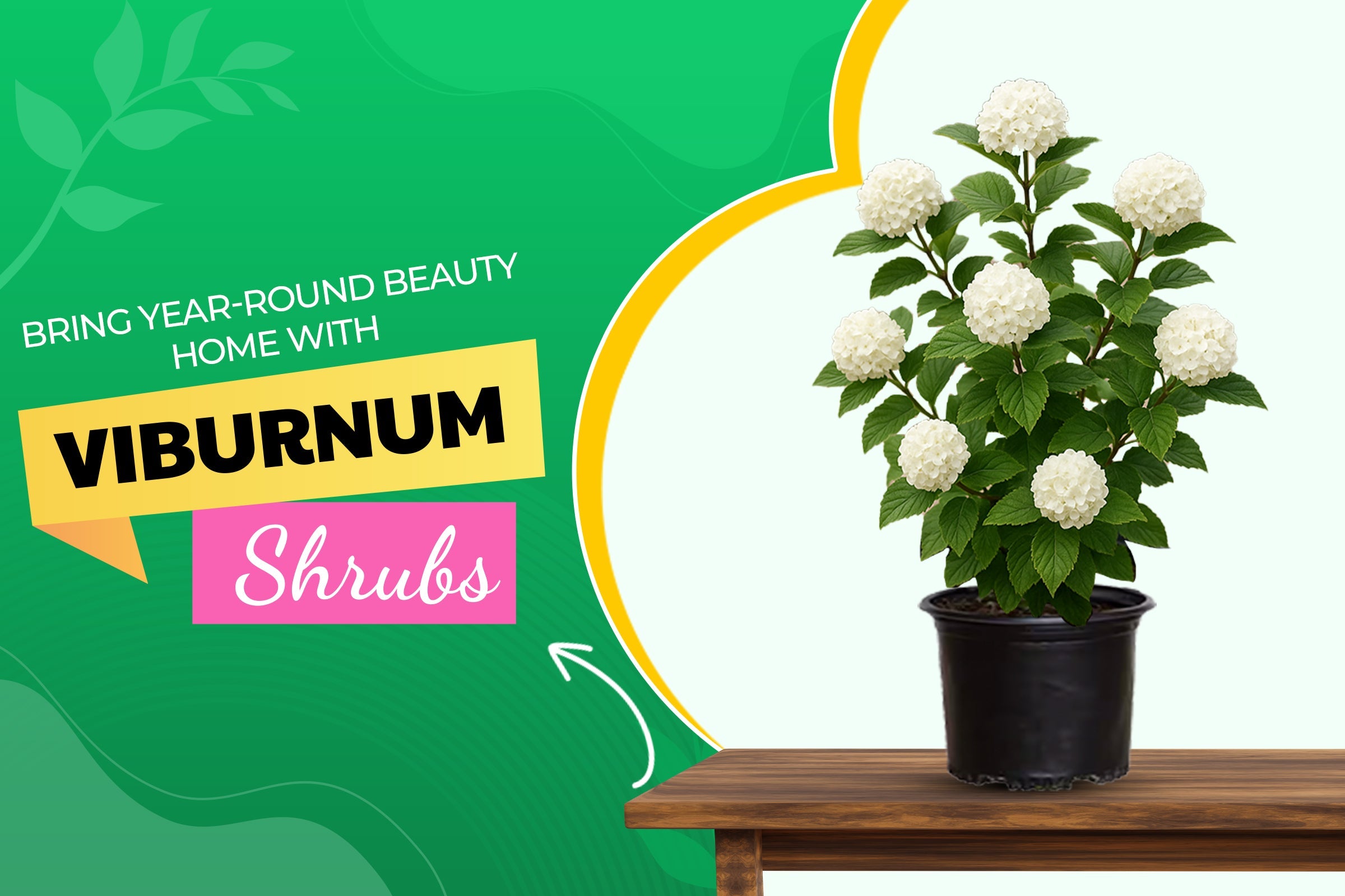 Viburnum Plants: The Ultimate Guide to Growing Beautiful Shrubs in Your Garden