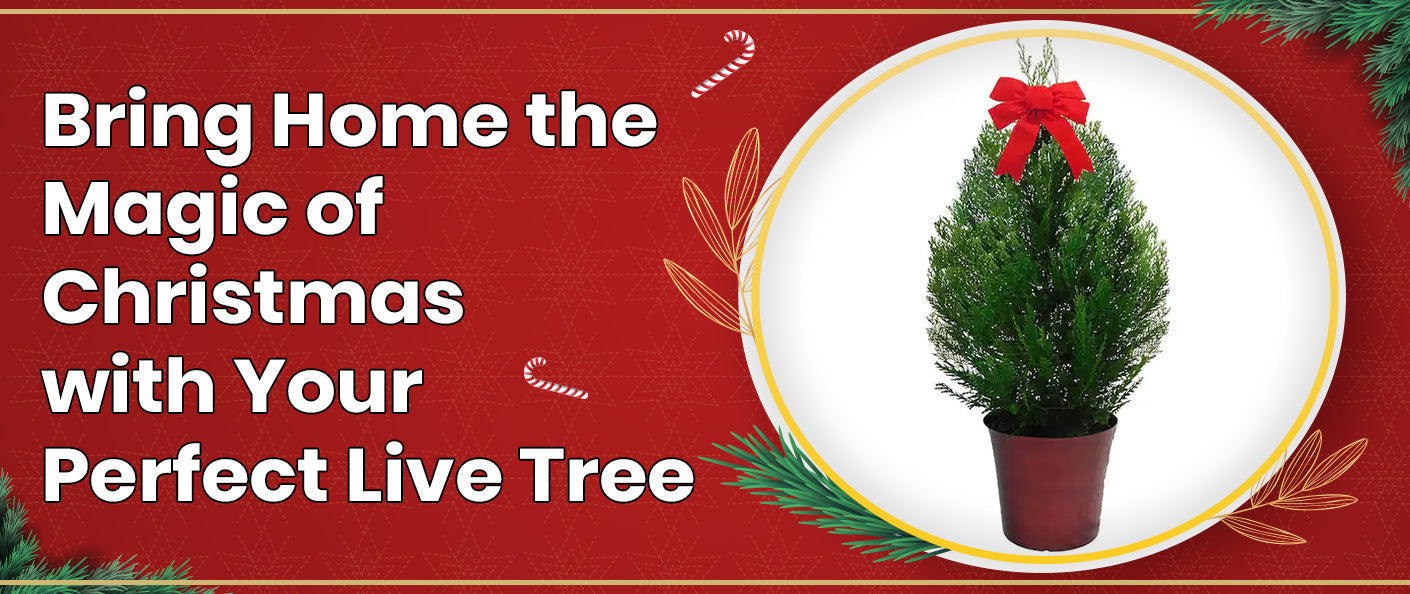 A Guide to Choosing the Perfect Christmas Tree for Your Home