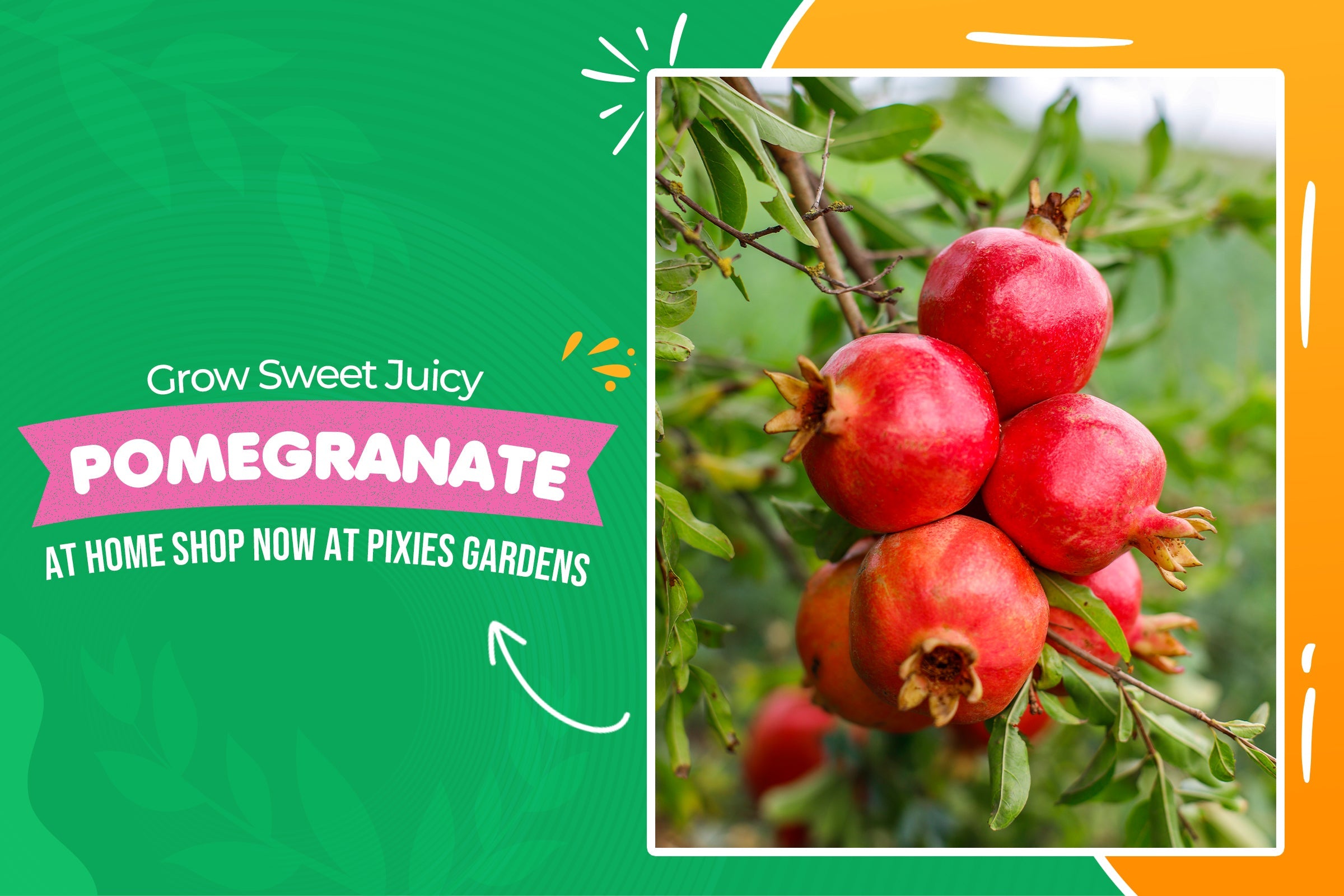 Best Pomegranate Plants to Grow at Home – A Complete Guide from Pixies Gardens