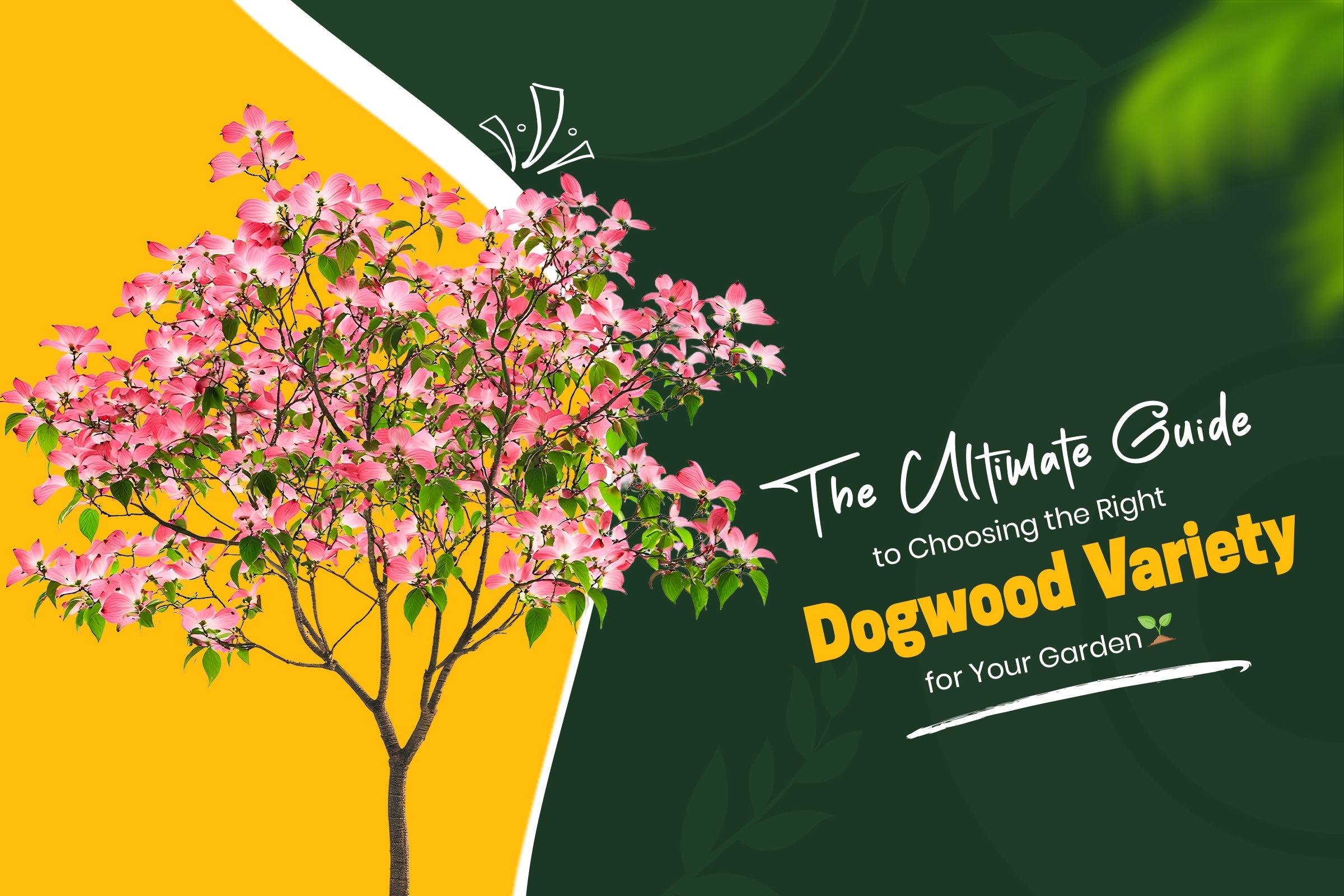 The Ultimate Guide to Choosing the Right Dogwood Variety for Your Garden