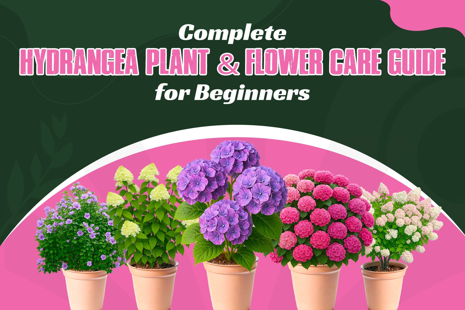 Complete Hydrangea Plant & Flower Care Guide for Beginners