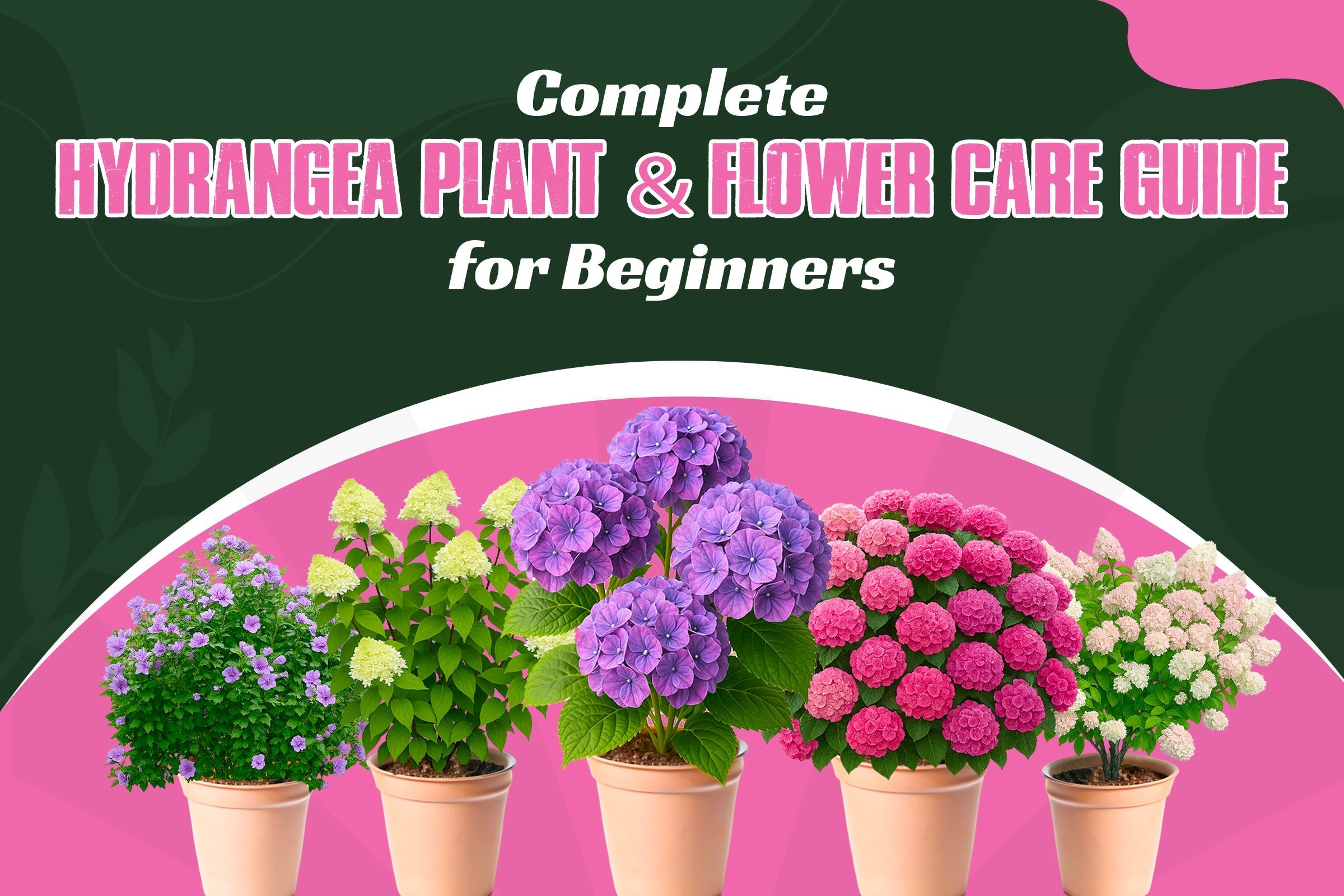 Complete Hydrangea Plant & Flower Care Guide for Beginners