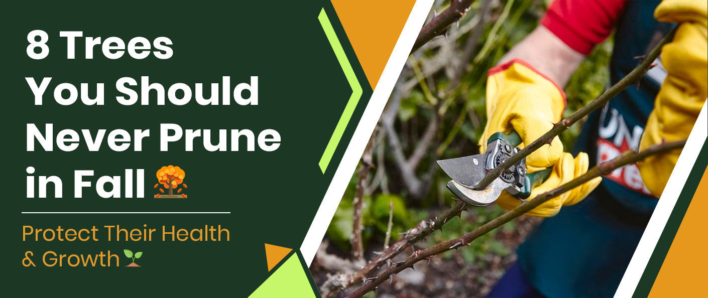 8 Trees You Should Never Prune in the Fall for a Healthier Garden