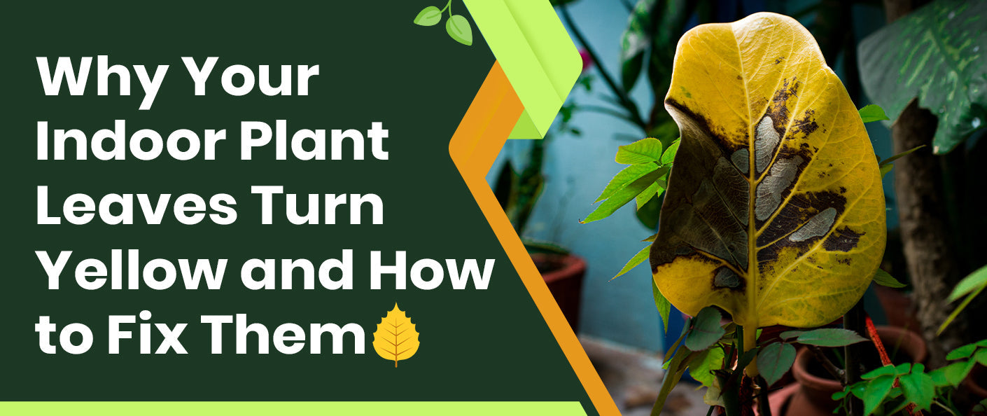 Why Your Indoor Plant Leaves Turn Yellow and How to Fix Them