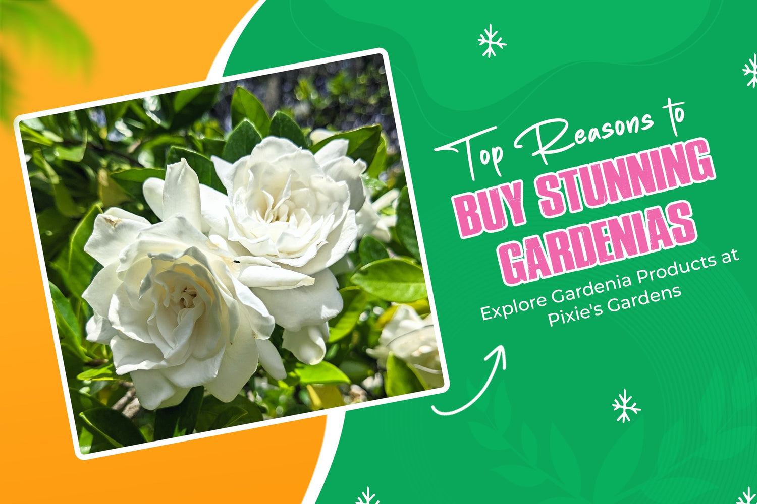 Top Reasons to Buy Stunning Gardenias | Explore Gardenia Products at Pixie's Gardens