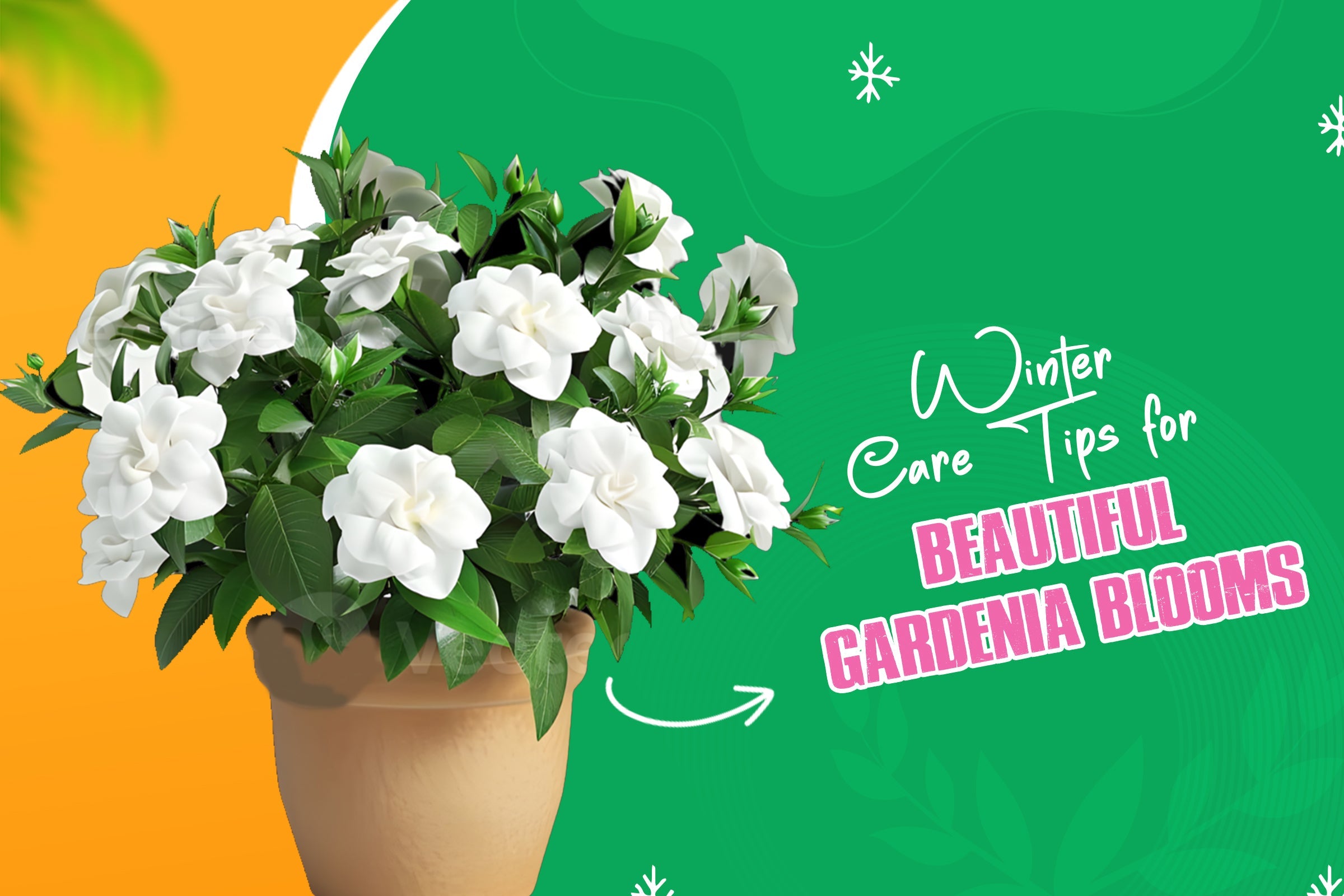 How to Care for Gardenias in Winter for Fragrant Flowers Come Spring