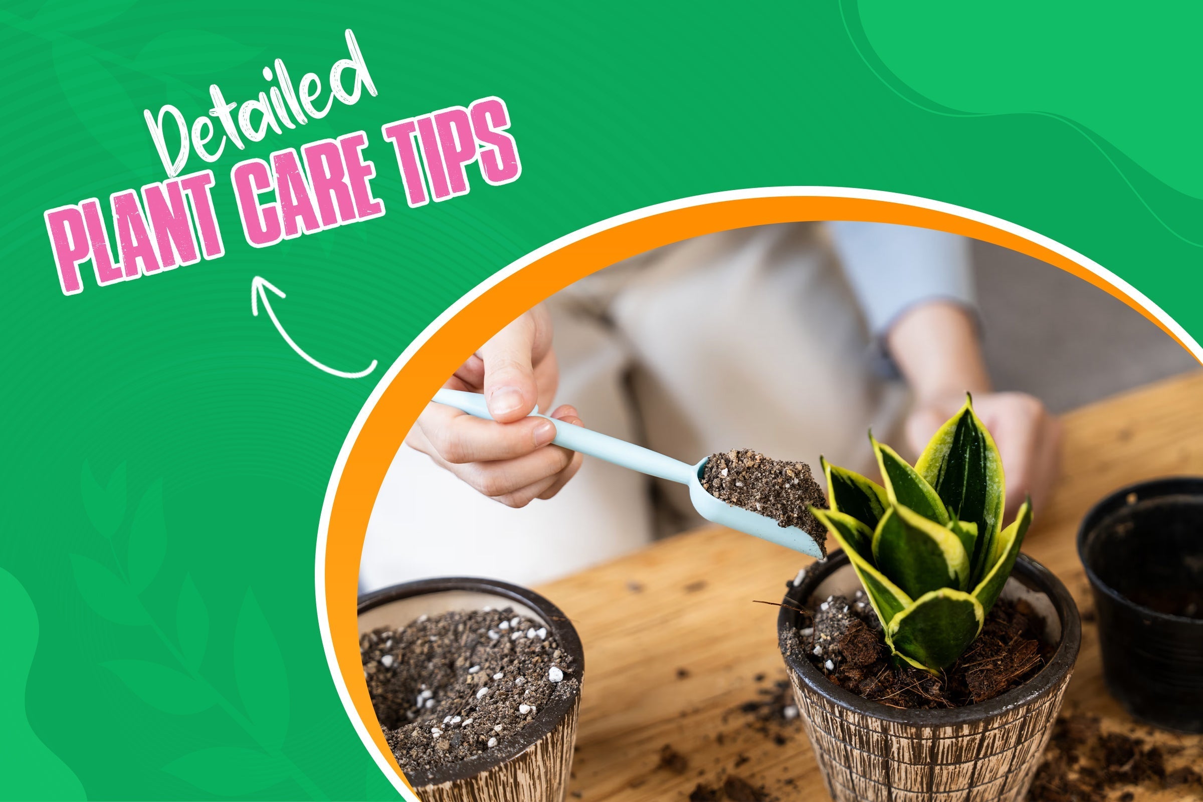 Detailed plant care tips