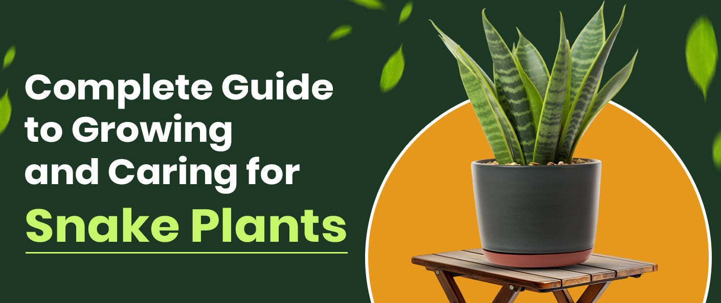 Complete Guide to Growing and Caring for Snake Plants