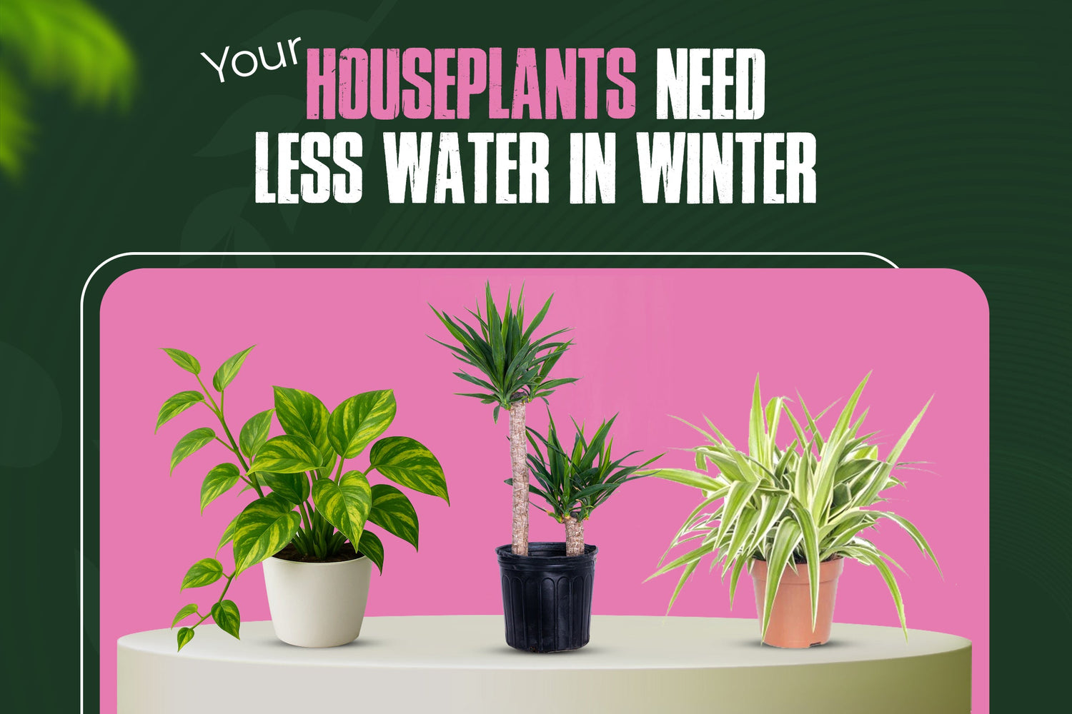 Why You Should Water Houseplants Less in Winter (And How Often to Water Instead)