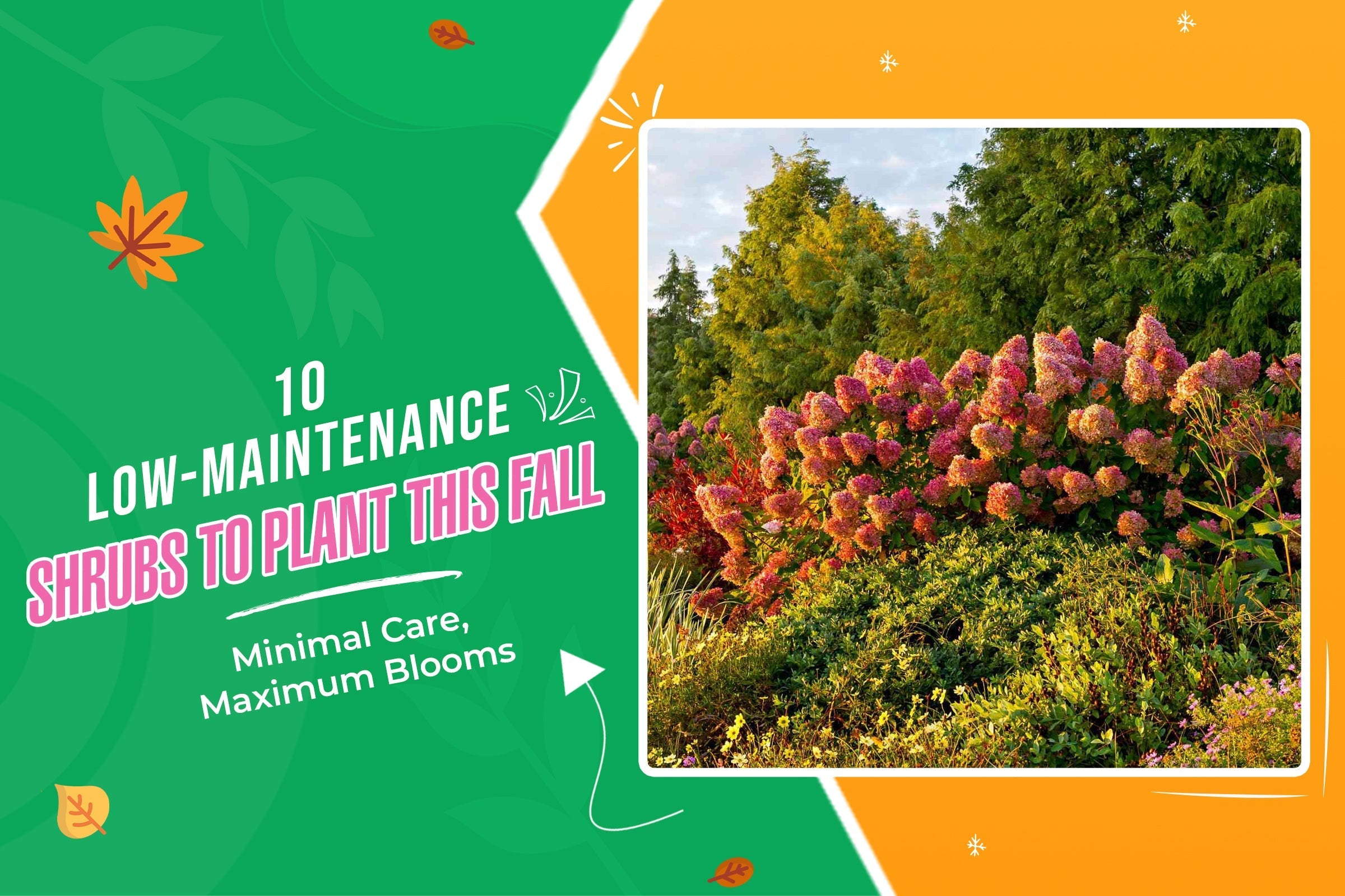 10 Low-Maintenance Shrubs to Plant This Fall | Pixies Gardens