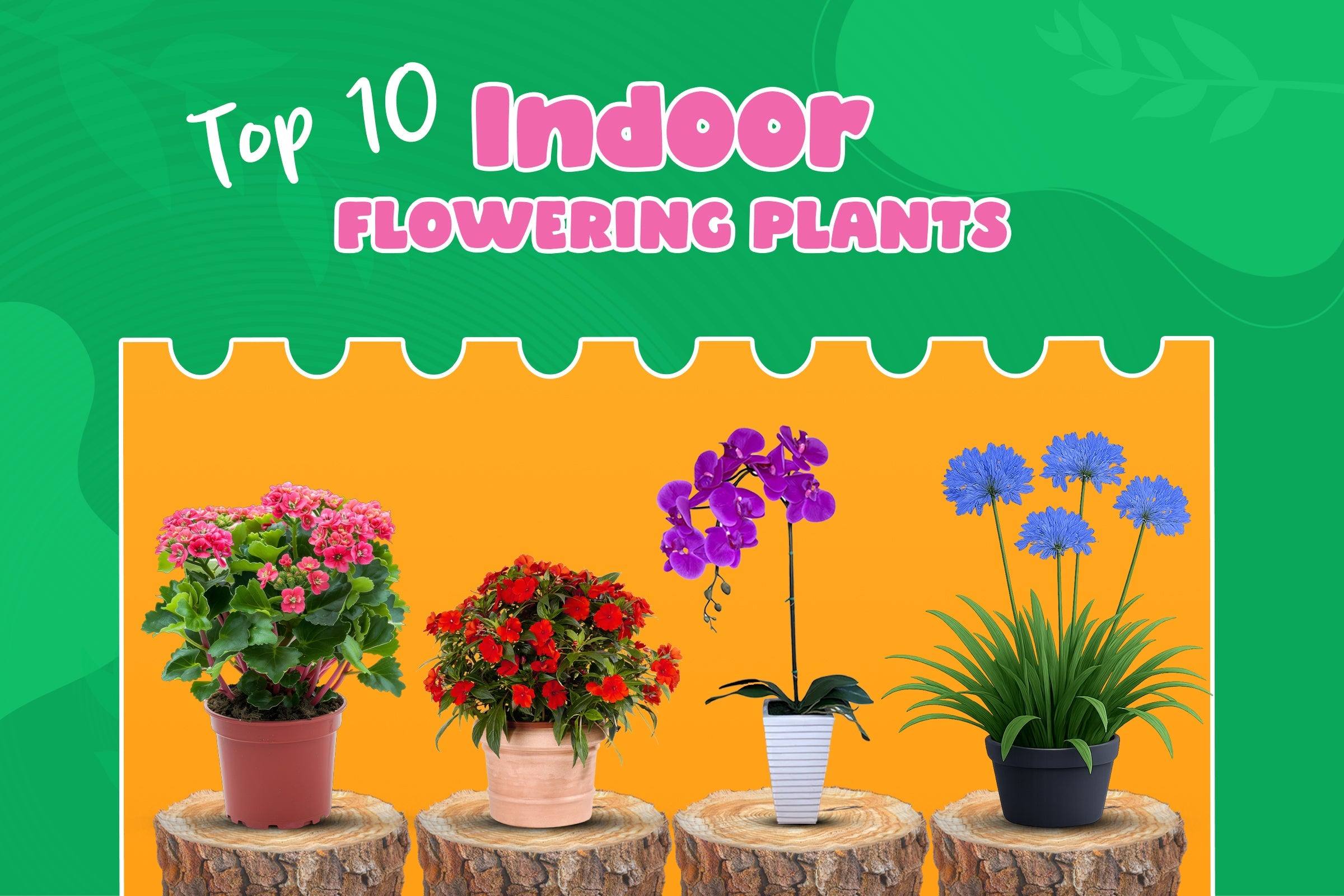 Top 10 Indoor Flowering Plants