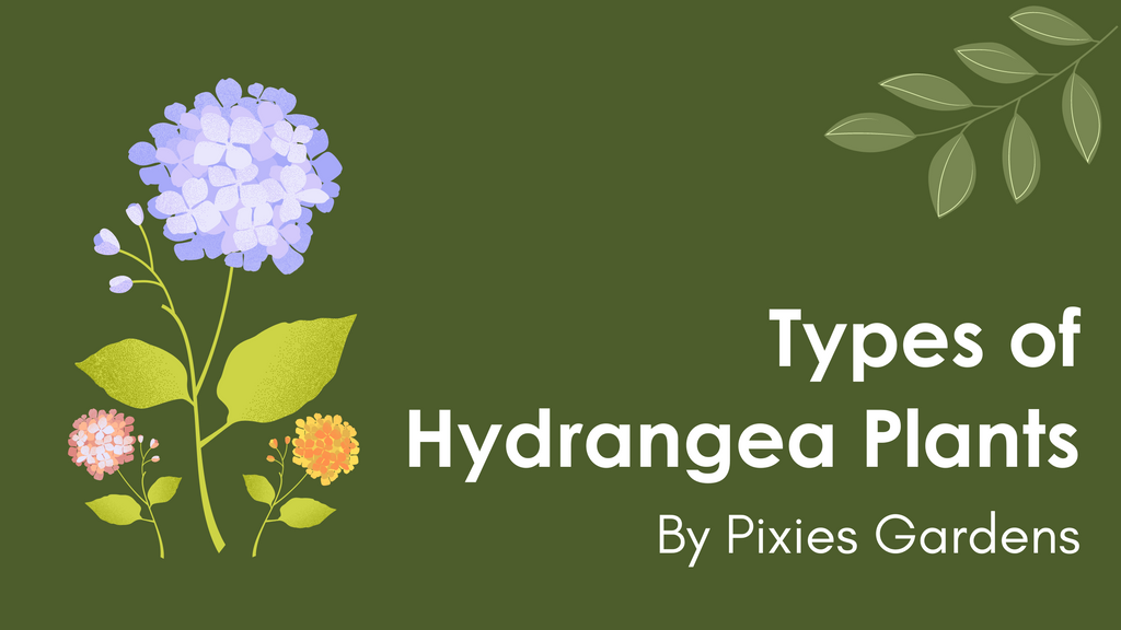 Types of Hydrangea plants and how to take care of them