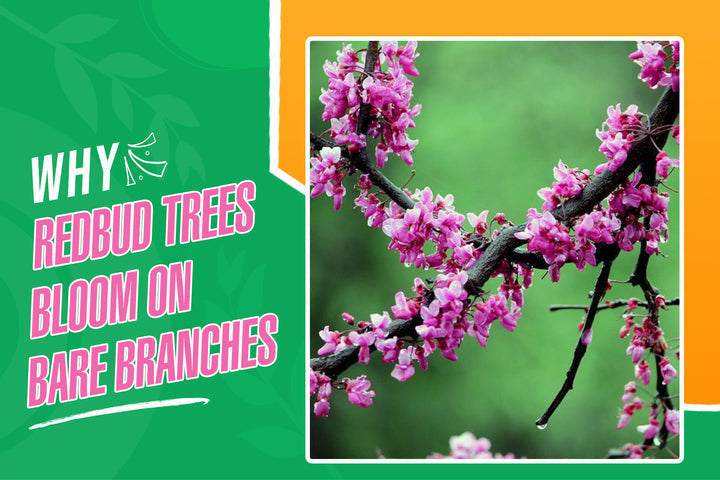 Why Redbud Trees Bloom on Bare Branches Each Spring