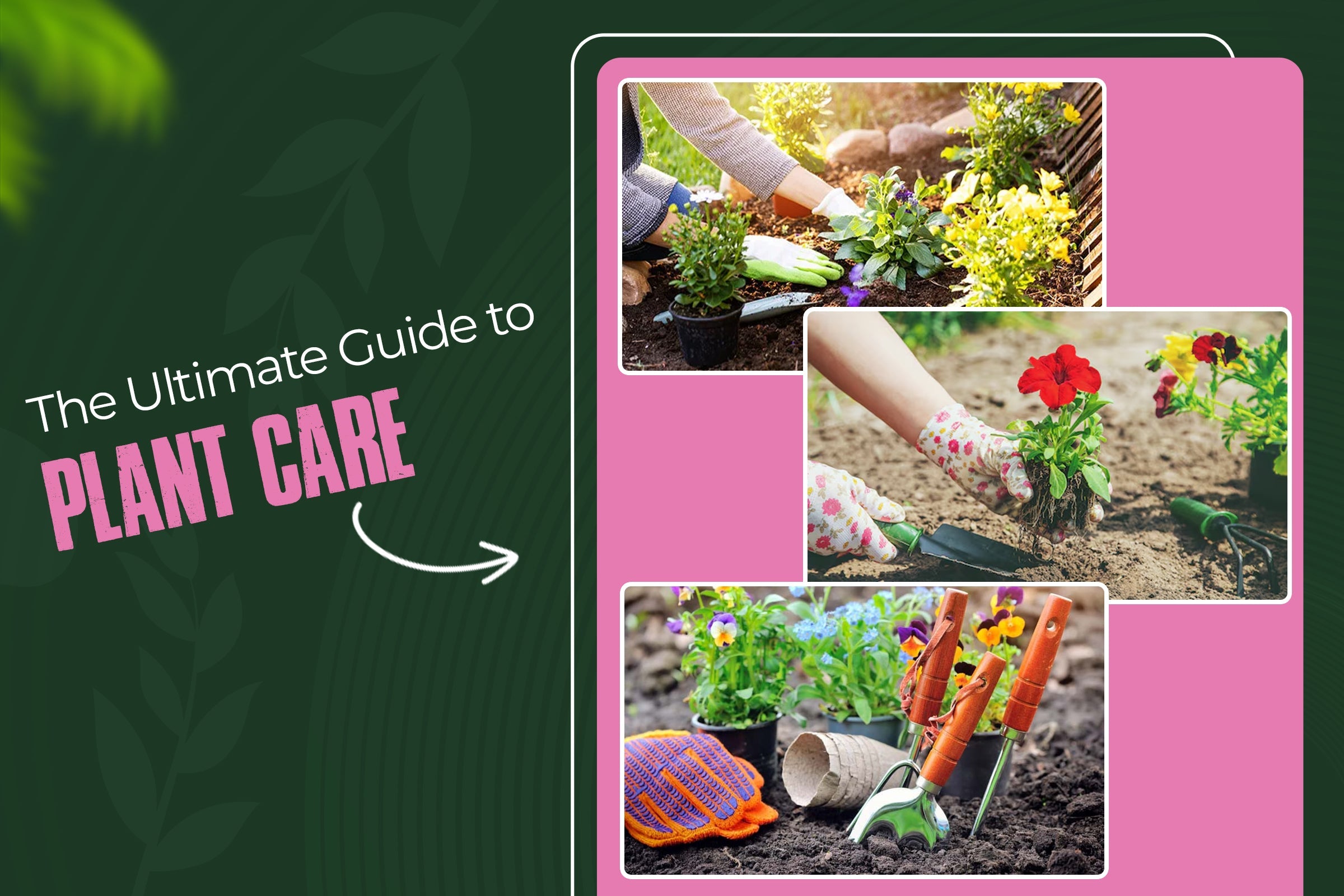 The Ultimate Guide to Plant Care