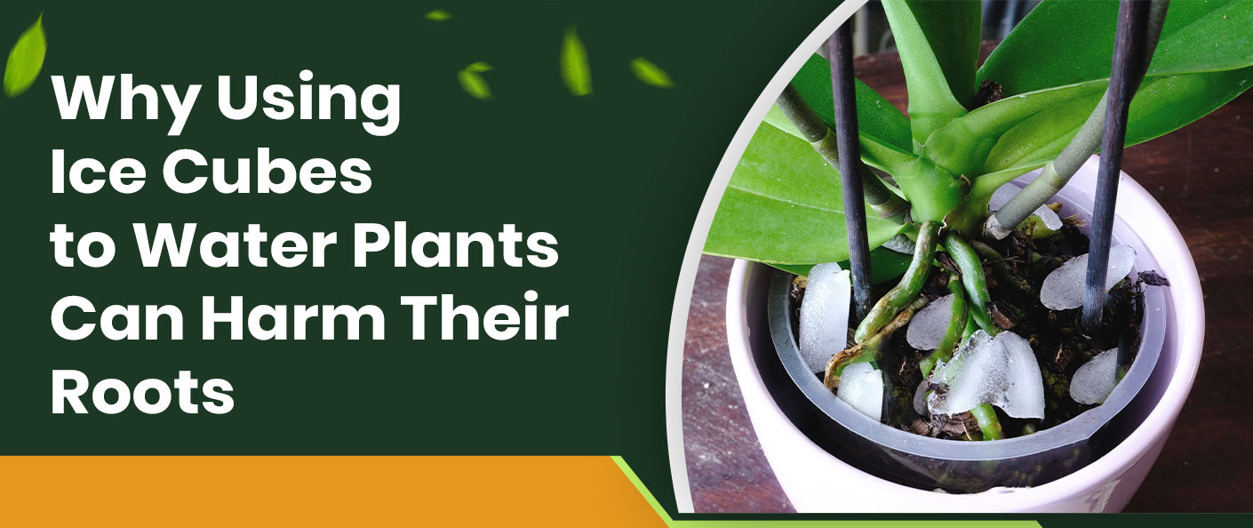 Why Using Ice Cubes to Water Plants Can Harm Their Roots