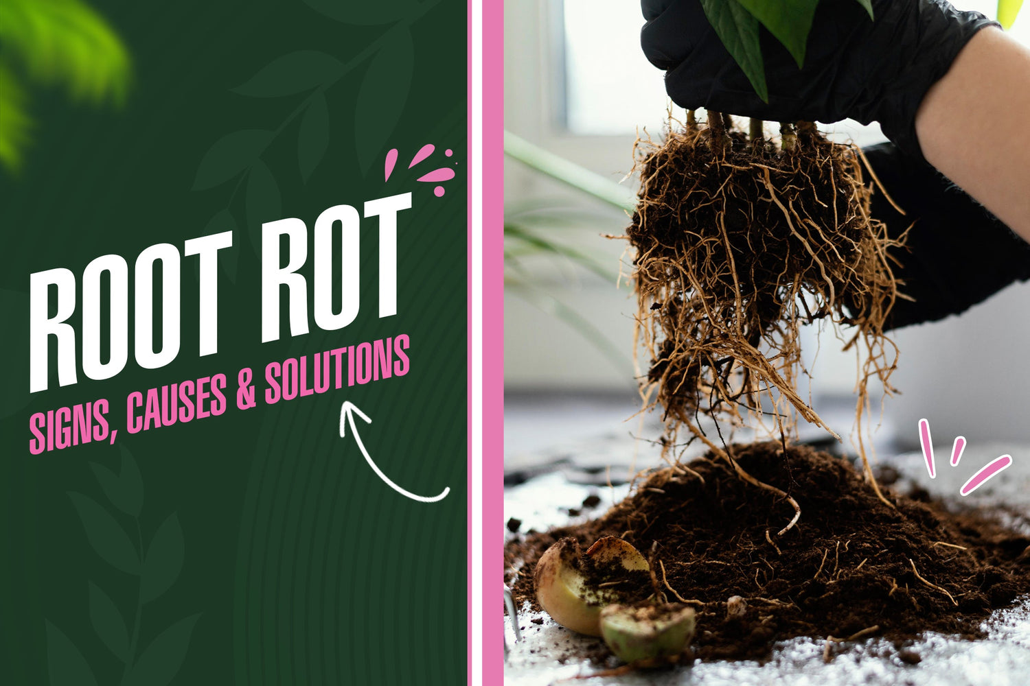 What Root Rot Looks Like and How to Catch It Early Enough to Save Your Plants