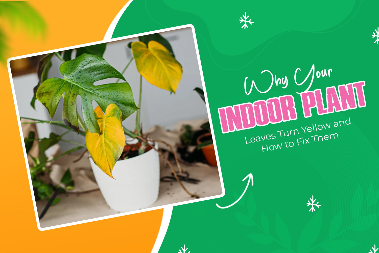 Why Your Indoor Plant Leaves Turn Yellow and How to Fix Them