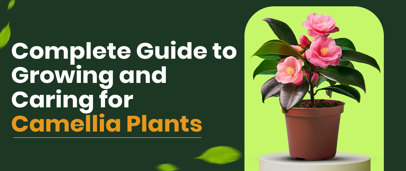 Complete Guide to Growing and Caring for Camellia Plants