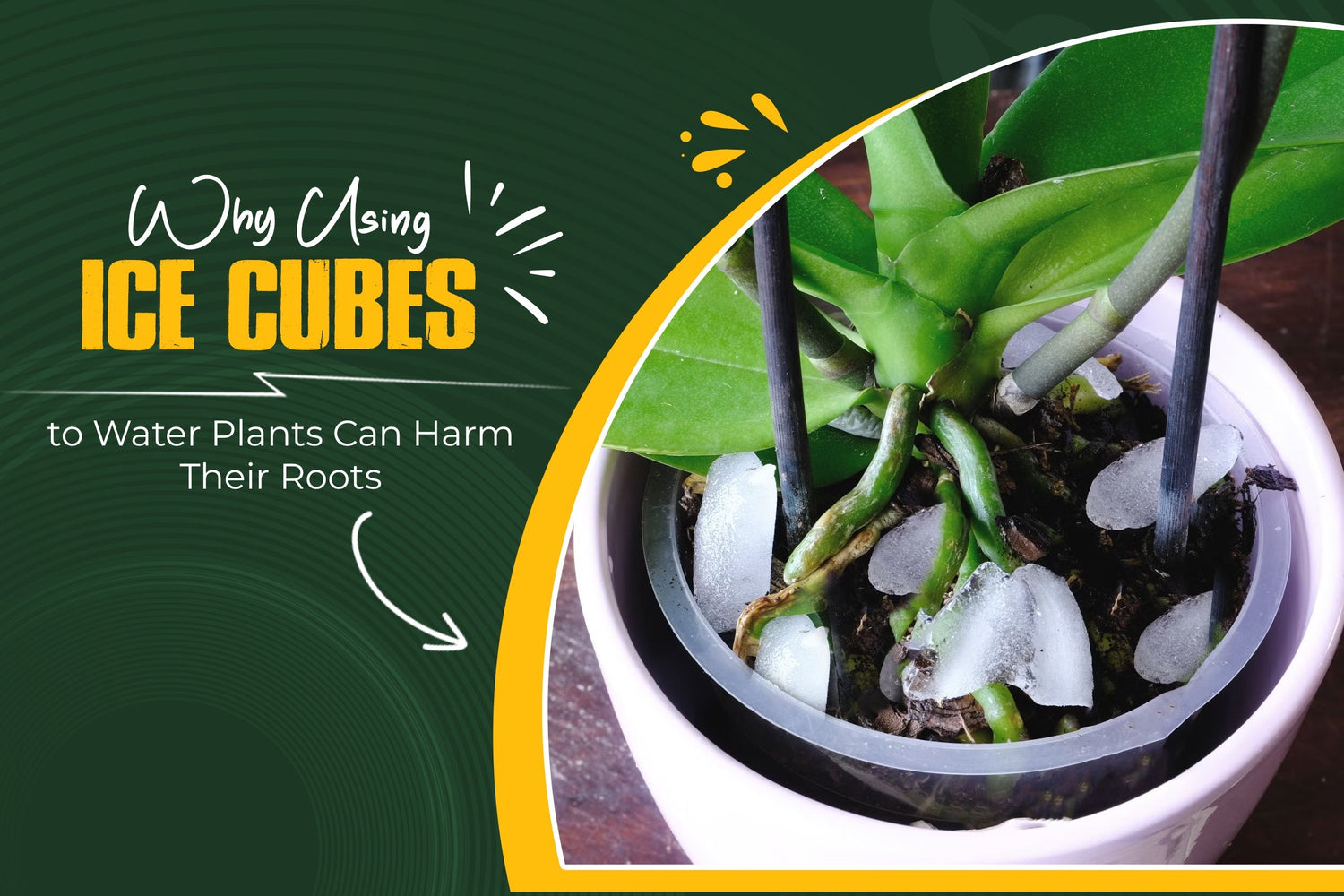 Why Using Ice Cubes to Water Plants Can Harm Their Roots