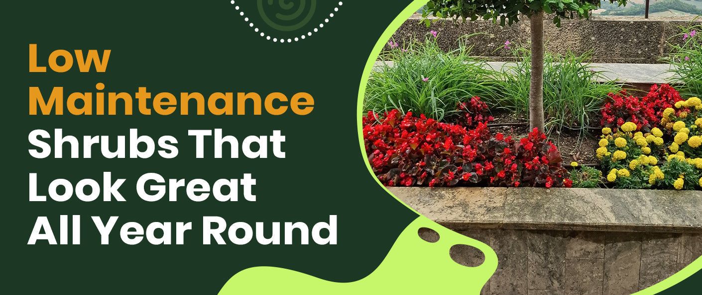 Low-Maintenance Shrubs That Look Great All Year Round